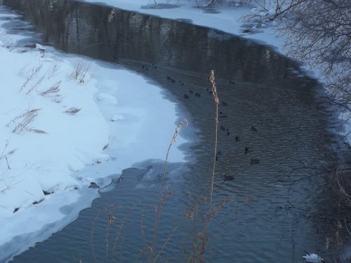 наши томские уточки 5