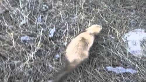 Коррекция опасность хорек 1 месяц