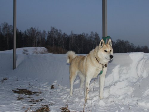 Бойка