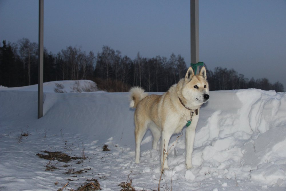 Бойка