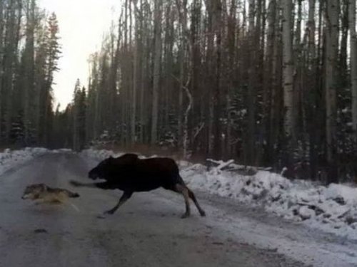 Без слов.
