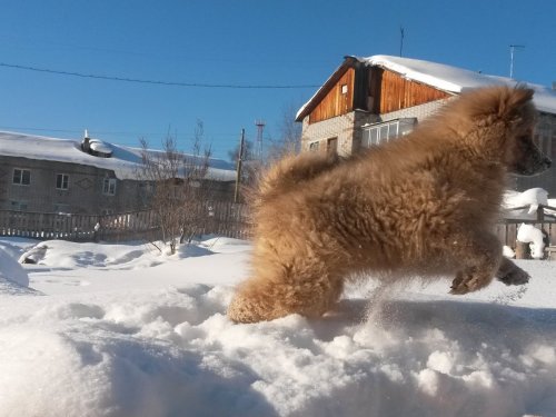 Карелофин