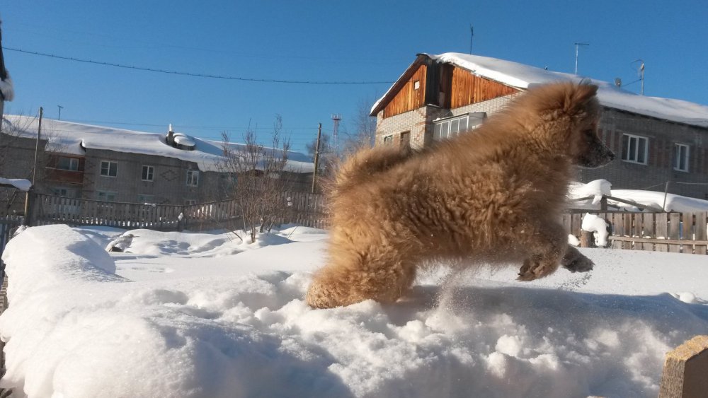 Карелофин
