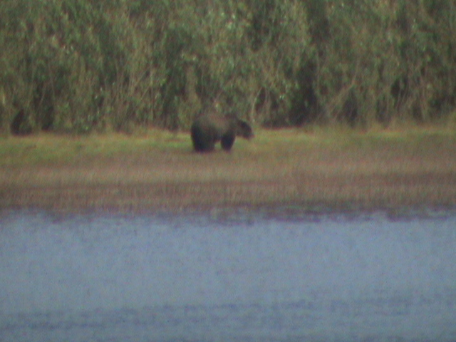мишка на песке