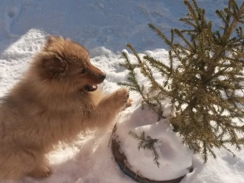 Карелофин