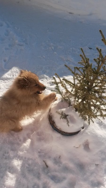 Карелофин