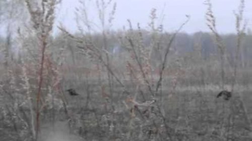 Ожидание весны.