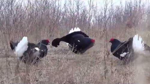 На току