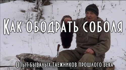 Как ободрать соболя. 18+