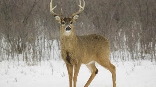 Охота на белохвостого оленя с карабином.