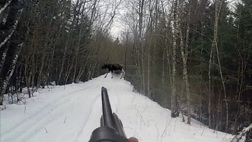 Загонная охота на кабана