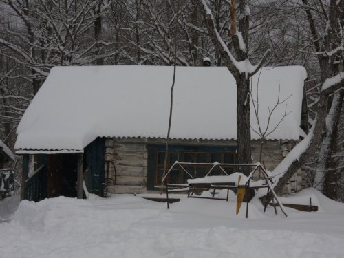 Пасека в тайге