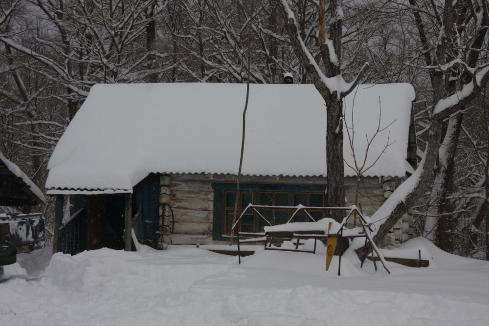 Пасека в тайге