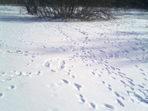 Зайка есть!!!