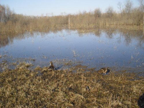Весна 14 года. А когда же - 15 года?