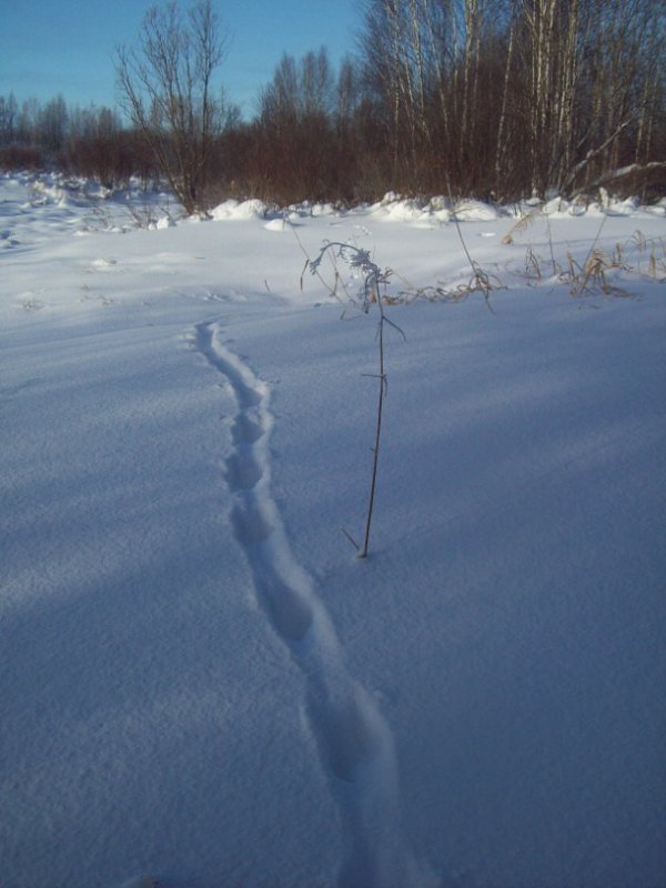 норка натопала