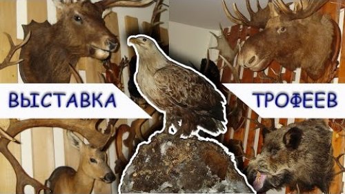 Выставка охотничьих трофеев. Таксидермия. Видео и фотоэкспозиция 2015.