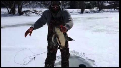 Жерлица на дичь