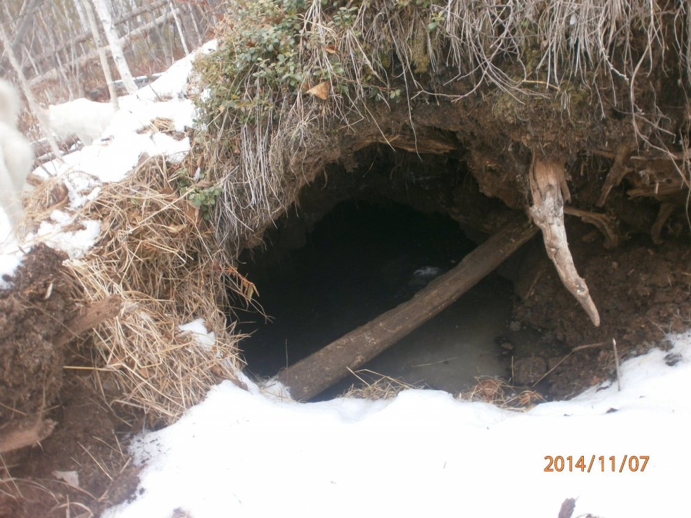 Берлога 1