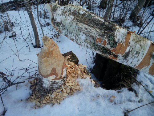 Бобровый труд