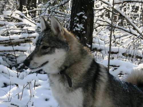 Алдашка