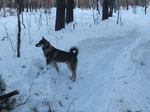 ЗСЛ Варяг 9 мес.