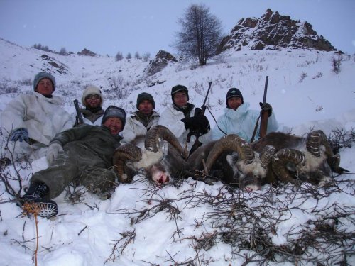 Снежные бараны