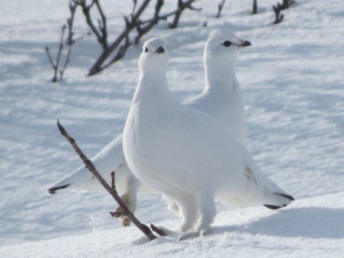 Позёрши