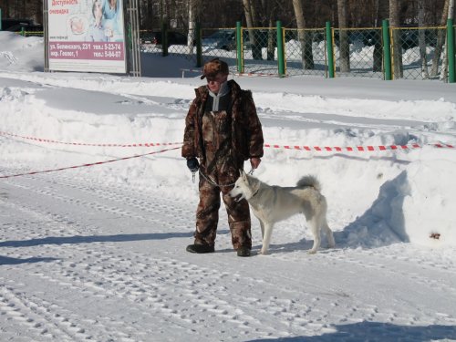 Меж районная выставка собак охотничьих пород г. Колпашево .