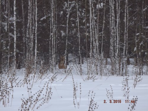 Косуля.