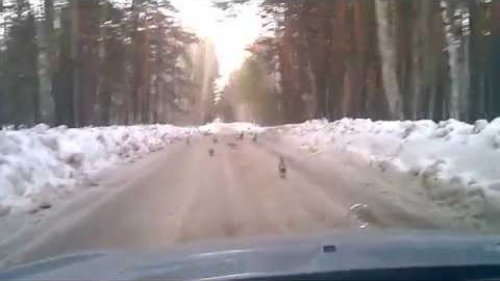 Птицы на дороге