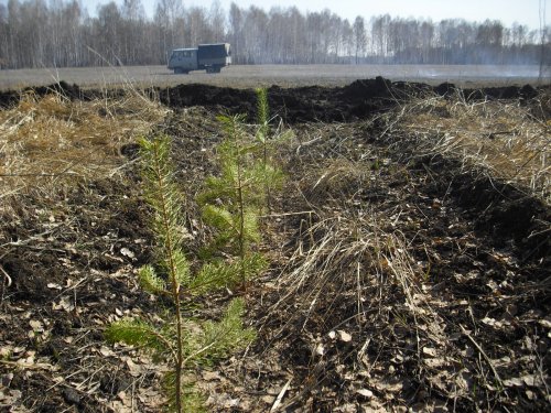 Вот так мы ухаживаем за лесными культурами, которым уже три года.