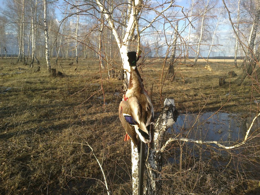 Весенний трофей