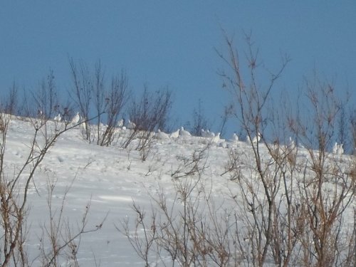 курятник...)