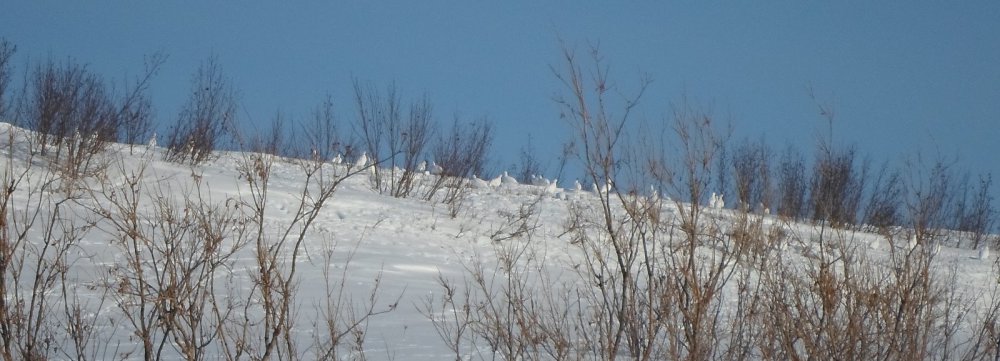 курятник...)