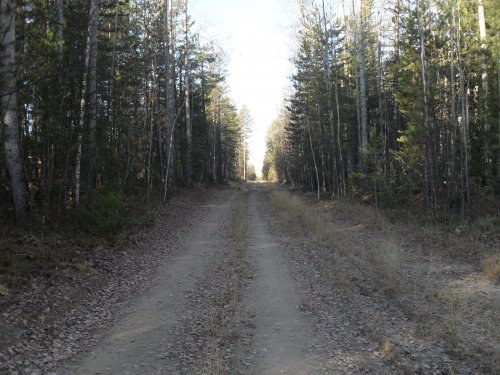 Осенний лес