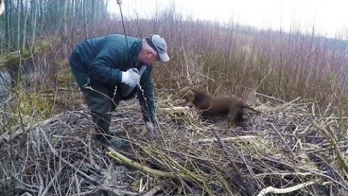 охота на бобра с таксами
