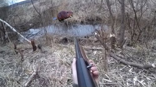 Охота на бобра 20 кг