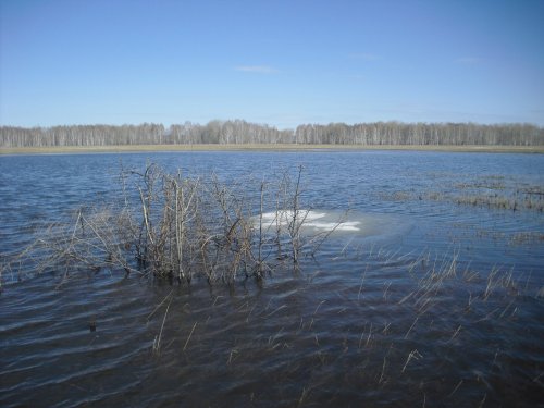 Прошлогодний,весенний скрадок. Нынче вразы - больше воды!