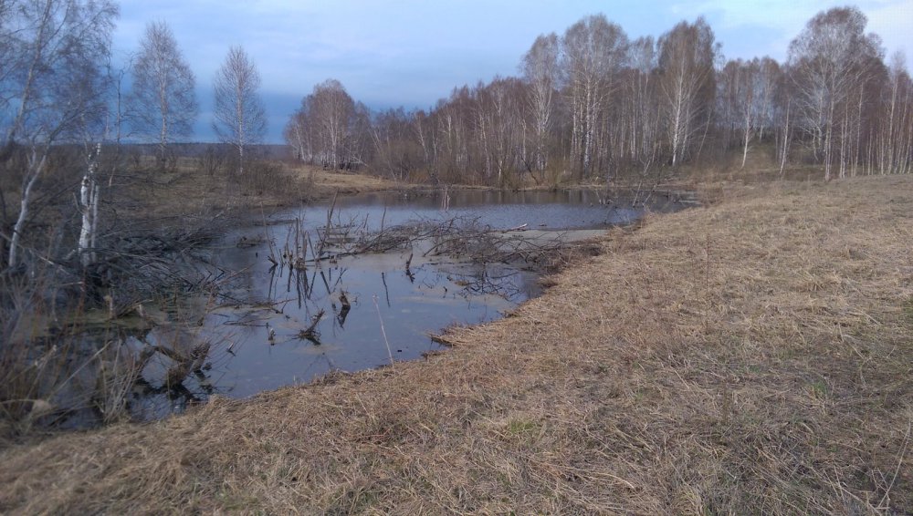 Весенний разливчик.