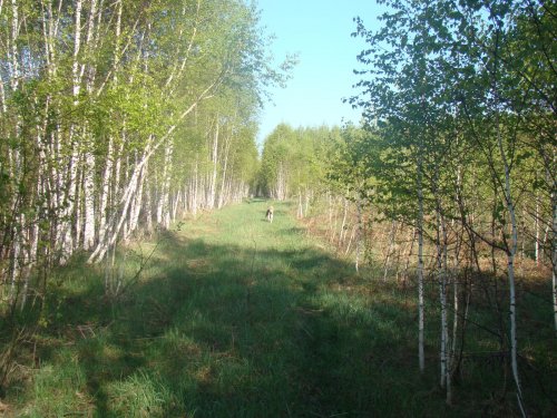 Вышел на "рог"