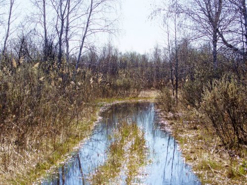 Лесное зеркало.