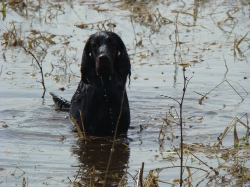 "водяной"