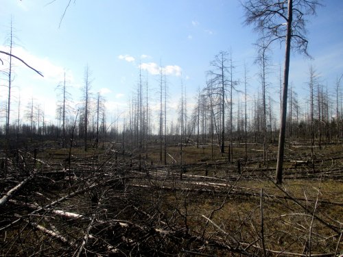 Сосняк 2 года после пожара