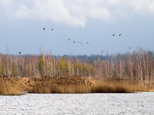 Свиязь 17.04.2015