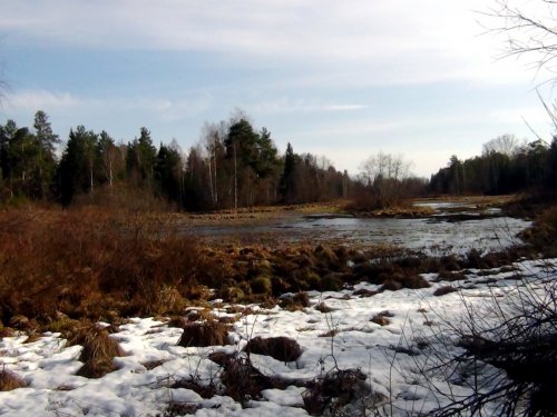 За селезнем