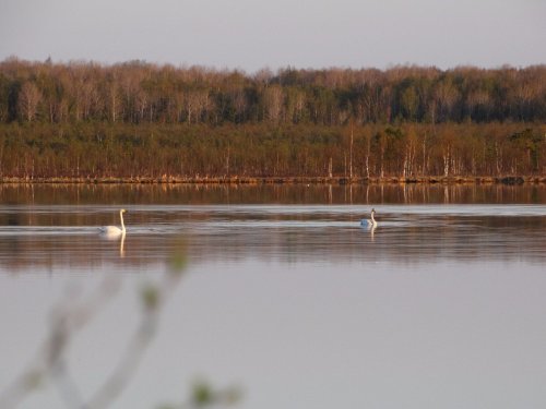 Белые пароходы
