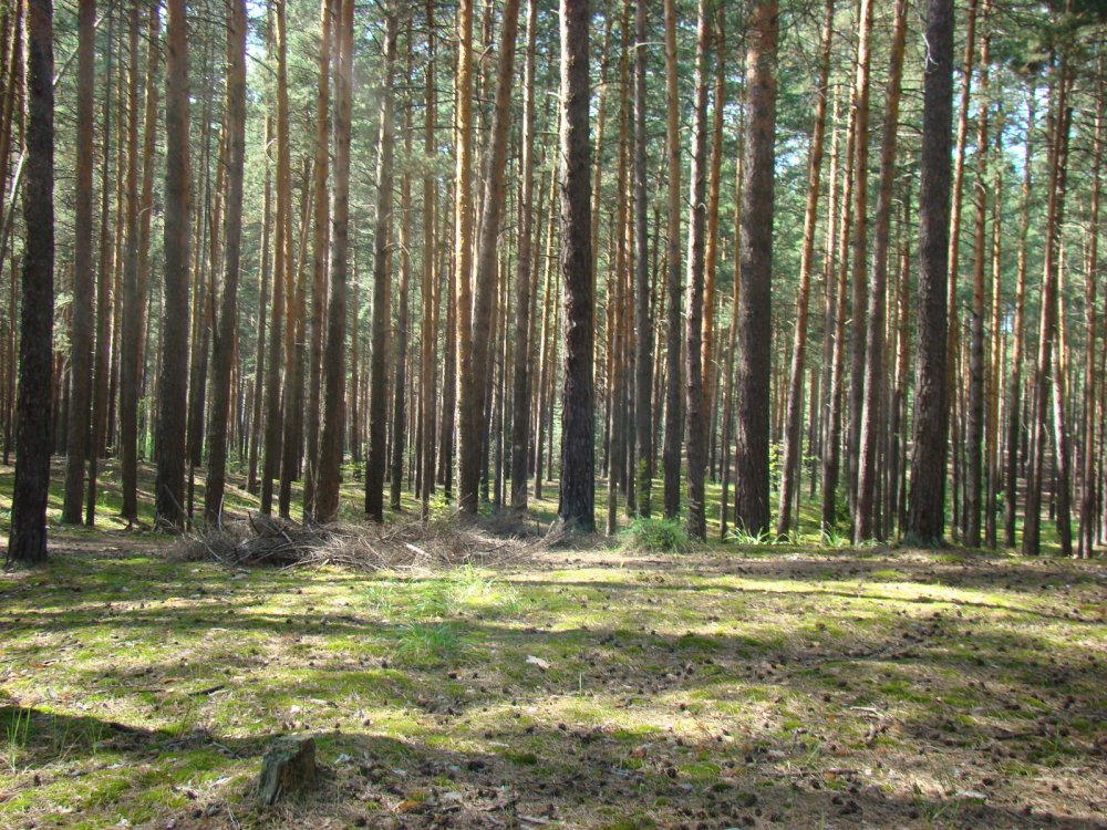 Опушка бора