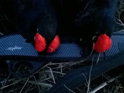 первая дичь с нового ружья!