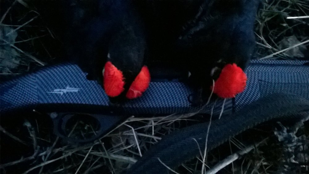 первая дичь с нового ружья!